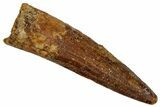 Juvenile Fossil Spinosaurus Tooth - Real Dinosaur Tooth #289840-1
